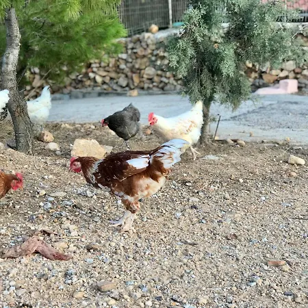 Chris House * Sapsila