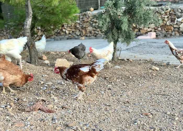 Chris House * Sapsila